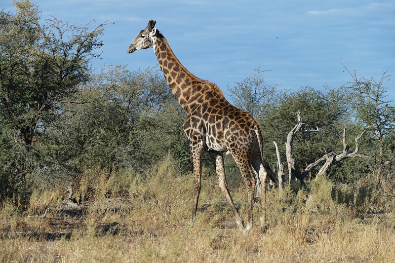 167. Giraffe