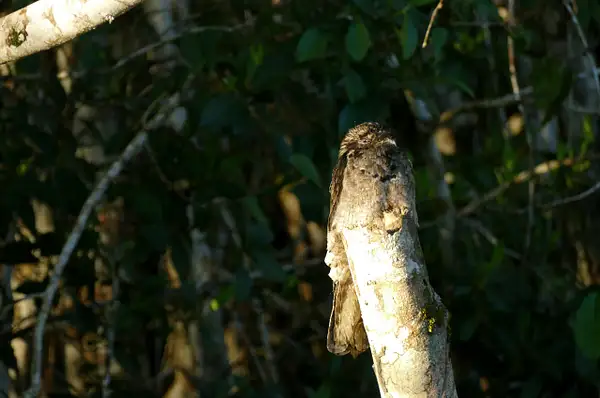 16. Common Potoo Nesting by EdCerier