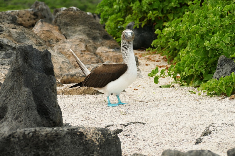 35. Blue-Footed Booby