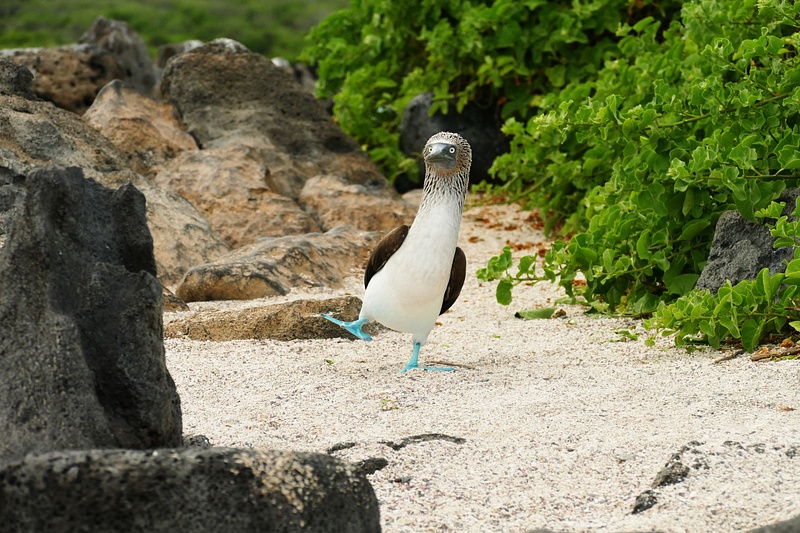 36. Blue-Footed Booby