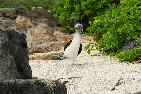 36. Blue-Footed Booby by EdCerier