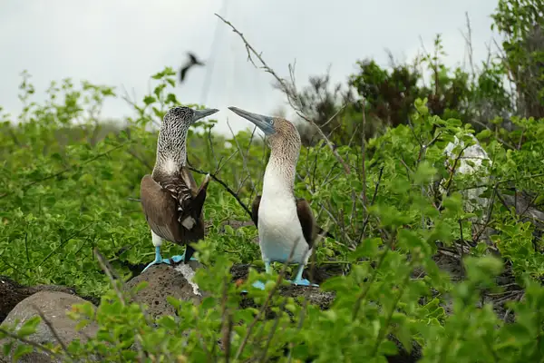 42. Blue-Footed Boobies by EdCerier
