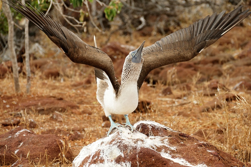 43. Blue-Footed Booby