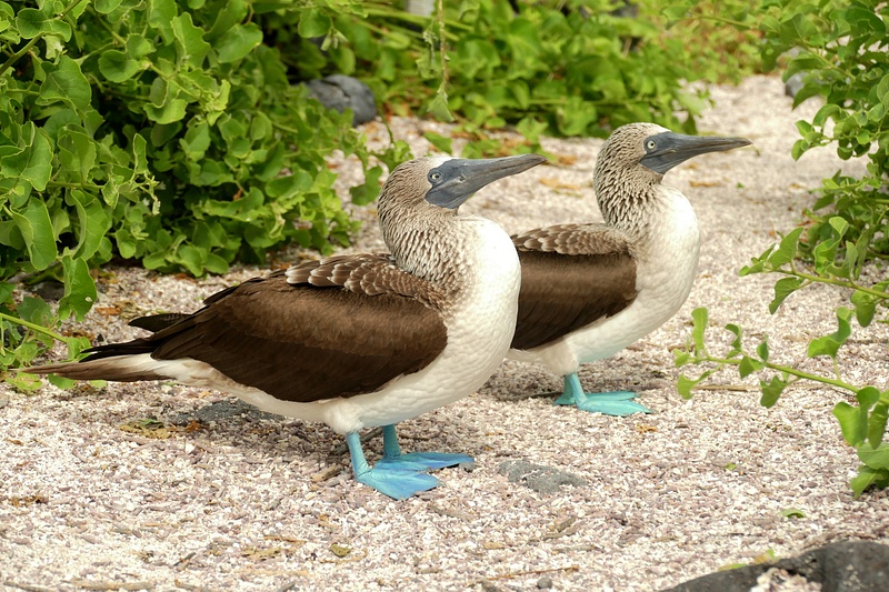 41. Blue-Footed Boobies