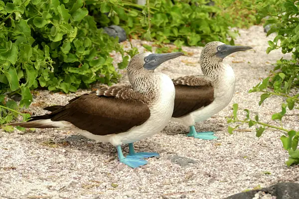 41. Blue-Footed Boobies by EdCerier
