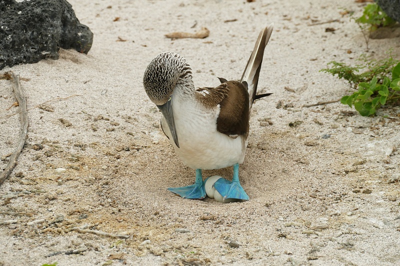 44. Blue-Footed Booby and Eggs