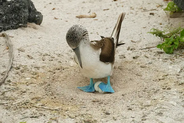 44. Blue-Footed Booby and Eggs by EdCerier