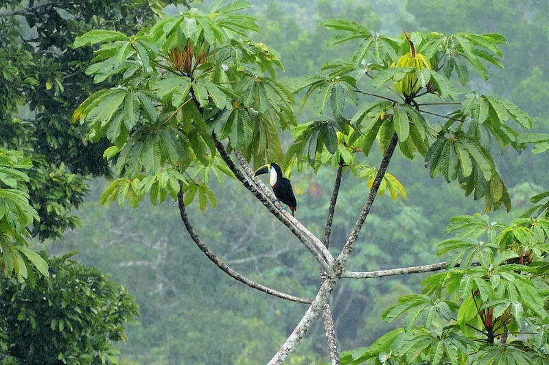 4. White-Throated Toucan