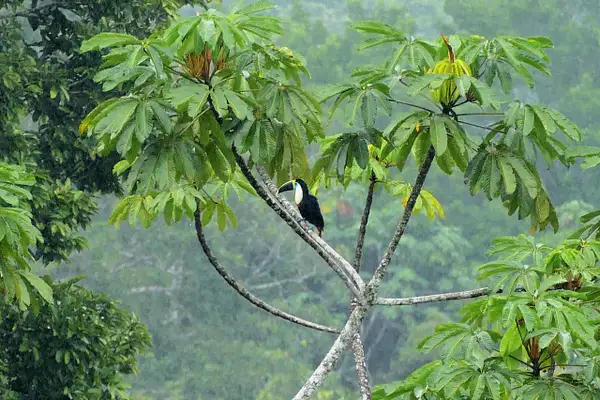 4. White-Throated Toucan by EdCerier