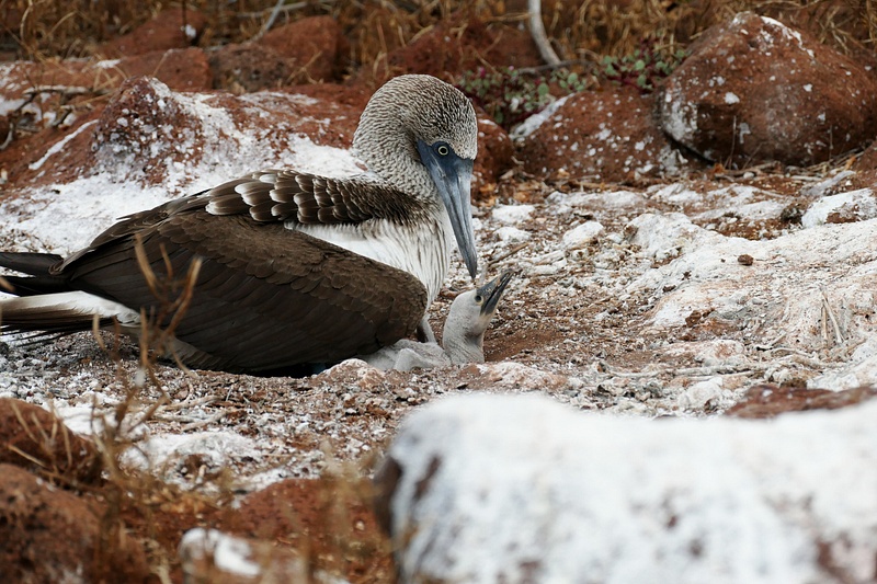 45. Blue-Footed Booby and Chick