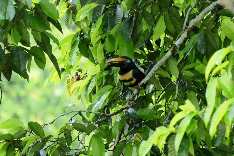1. Amazon Rain Forest - Many-Banded Aracari Toucan