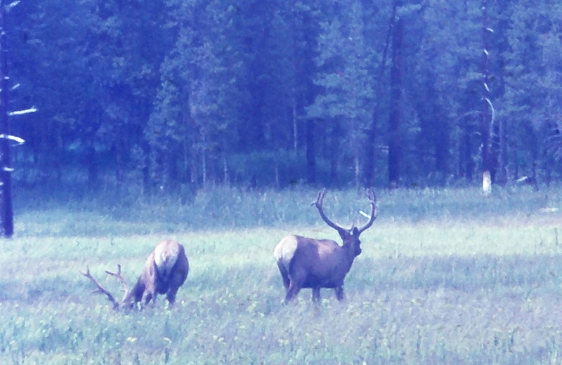 18. Elk, Yellowstone, WY, Cross Country 1968