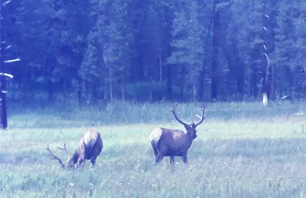 18. Elk, Yellowstone, WY, Cross Country 1968 by EdCerier