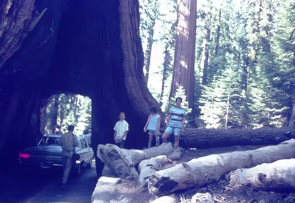 28. Susan, Eddie, Charlene, Wawona Tree, Yosemite, CA,...