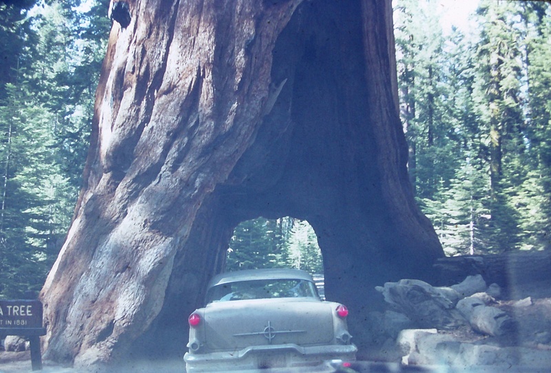 29. Wawona Tree, Yosemite, CA, Cross Country 1968