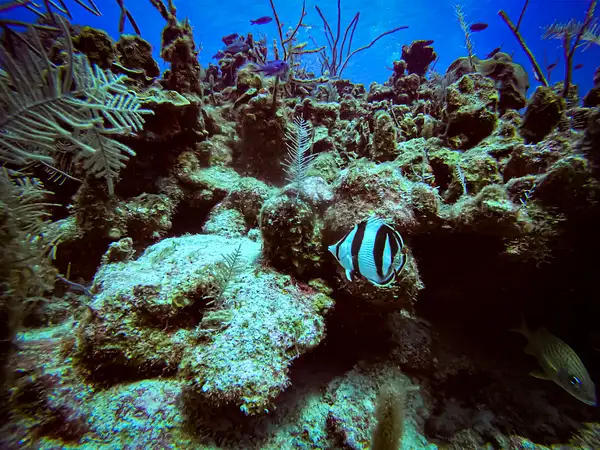 5 Banded Butterflyfish by EdCerier
