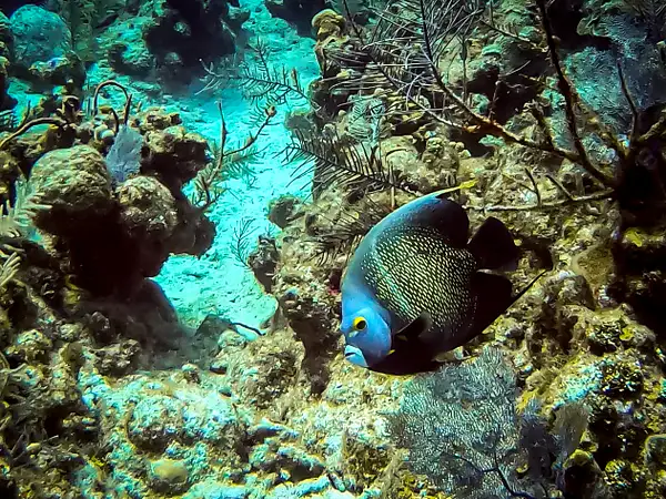 19 French Angelfish by EdCerier