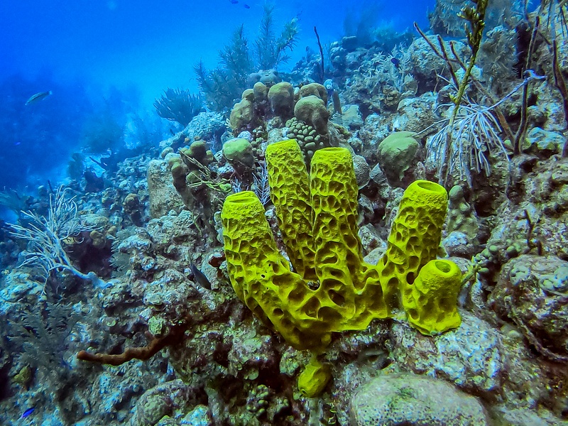 26 Tube Coral