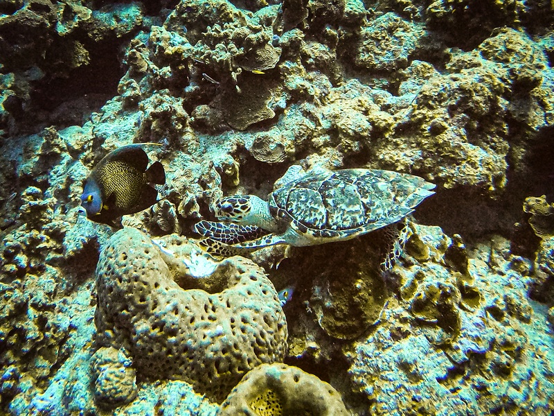 24 Hawksbill Turtle and two French Angelfish (look carefully for the second one)