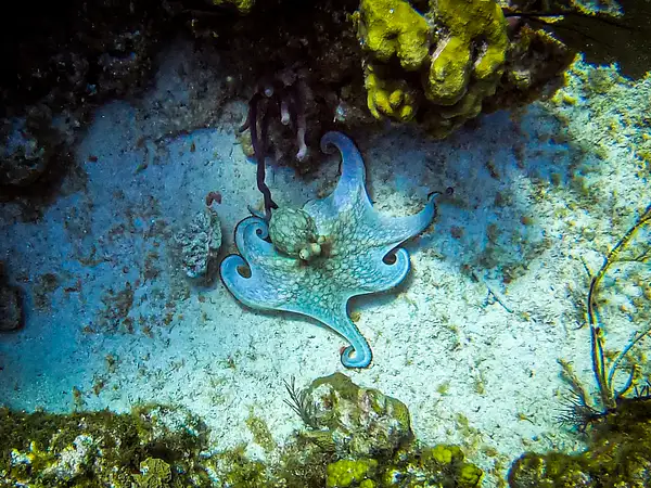 32 Reef Octopus by EdCerier