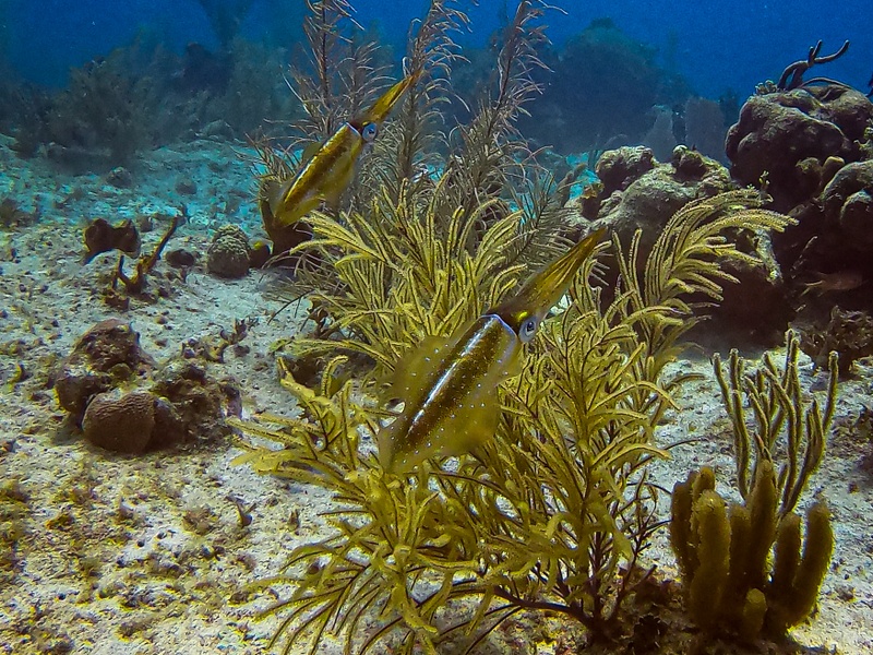 33 Reef Squid
