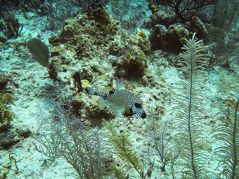 41 Spotted Trunkfish