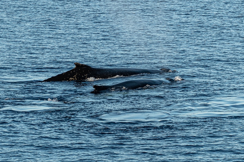 5 Humpback whales