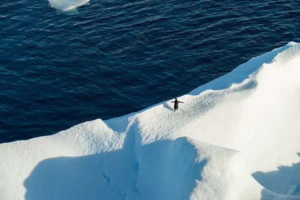 10 Penguin on iceberg by EdCerier