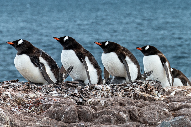 25 Gentoo penguins, Damoy Point. Each adult is keeping 1-2 chicks warm.