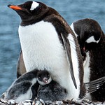 Antarctica, South Georgia Island and Falkland Islands, Feb/Mar 2023