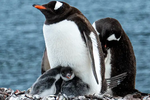 26 Gentoo with chicks by EdCerier