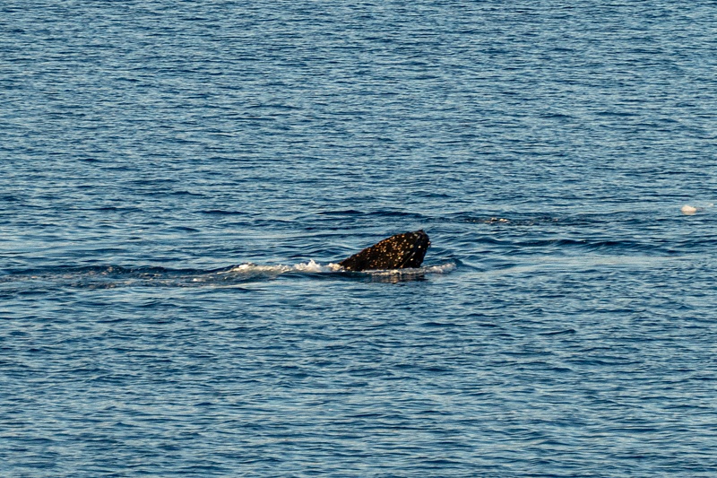 7 Humpback whale spyhopping