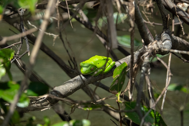 5. White-Lipped Tree Frog
