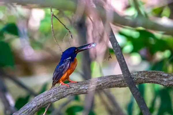 6. Azure Kingfisher by EdCerier