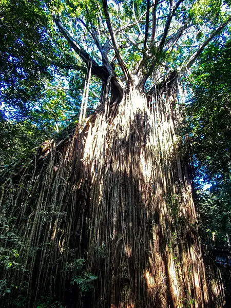 7. Atherton Tablelands - Curtain Fig Tree by EdCerier