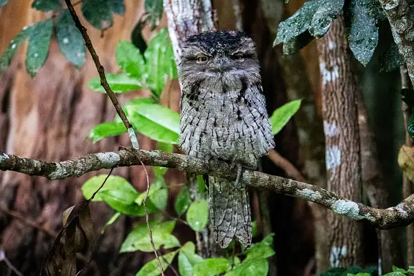 8. Tawny Frogmouth by EdCerier