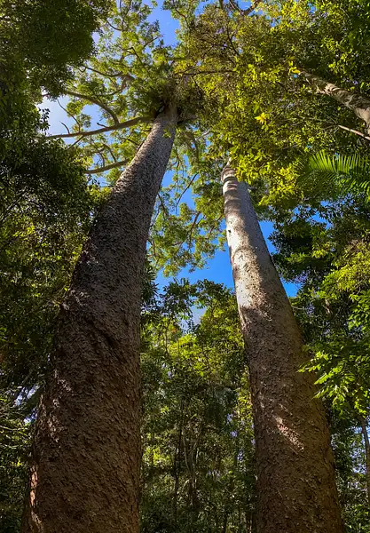 17. Kauri Trees by EdCerier