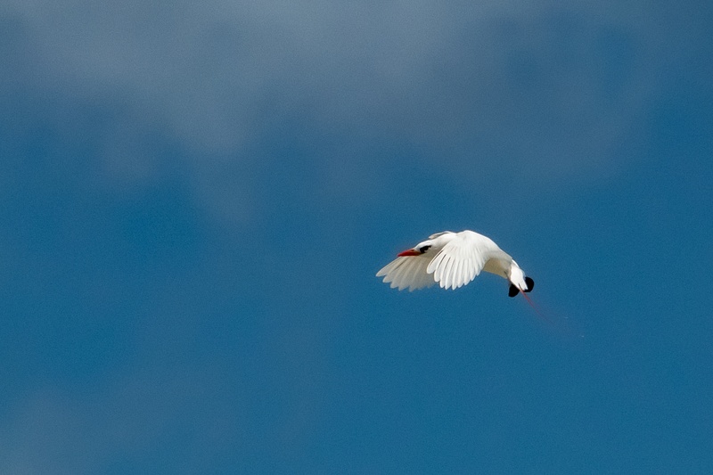 20. Red-Tailed Tropicbird flying backwards
