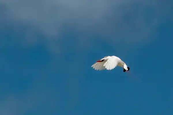 20. Red-Tailed Tropicbird flying backwards by EdCerier