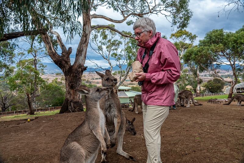 22. Tasmania - Alison and Forester Kangaroos