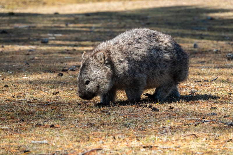 26. Wombat