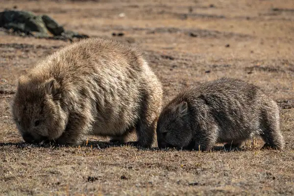 27. Wombats by EdCerier