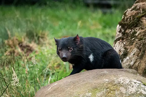 44. Tasmanian Devil by EdCerier