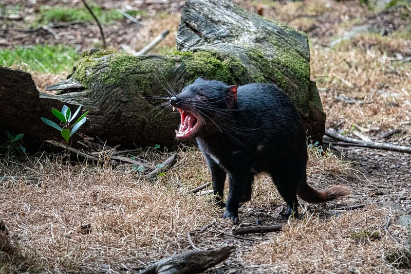 45. Tasmanian Devil