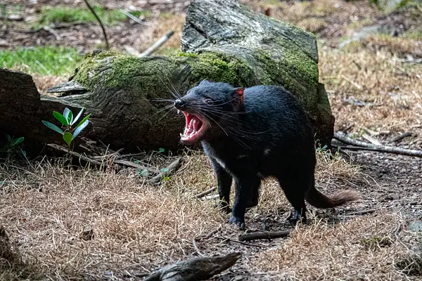 45. Tasmanian Devil by EdCerier