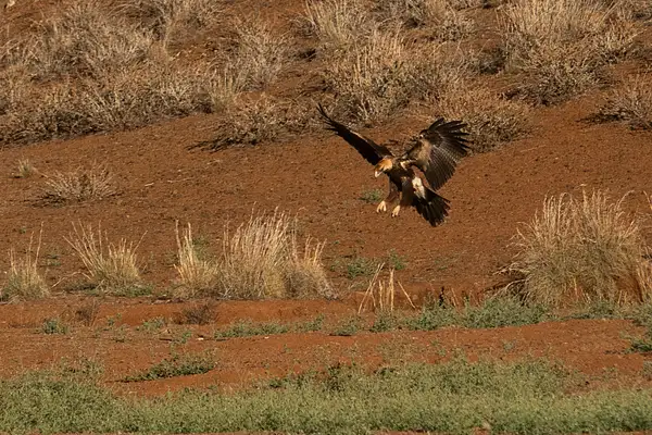 49. Wedge-Tailed Eagle by EdCerier