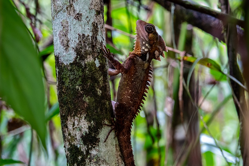 1. Daintree Rainforest - Boyd's Forest Dragon