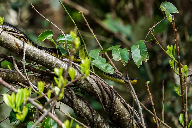 3. Green Tree Snake