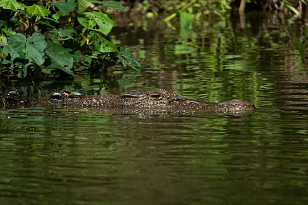 4. Crocodile by EdCerier