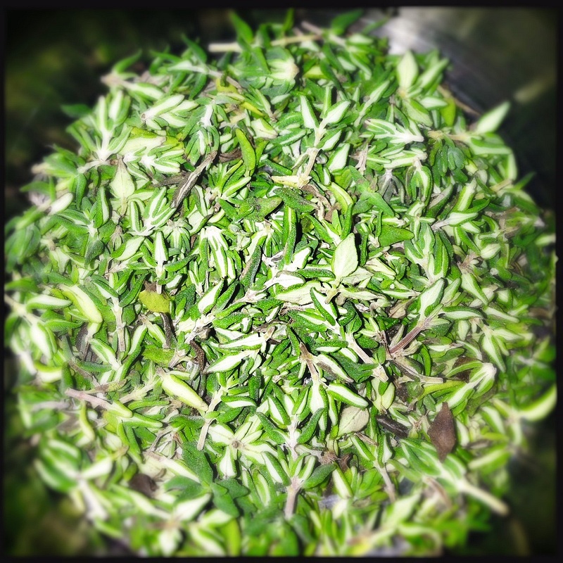 picked thyme
